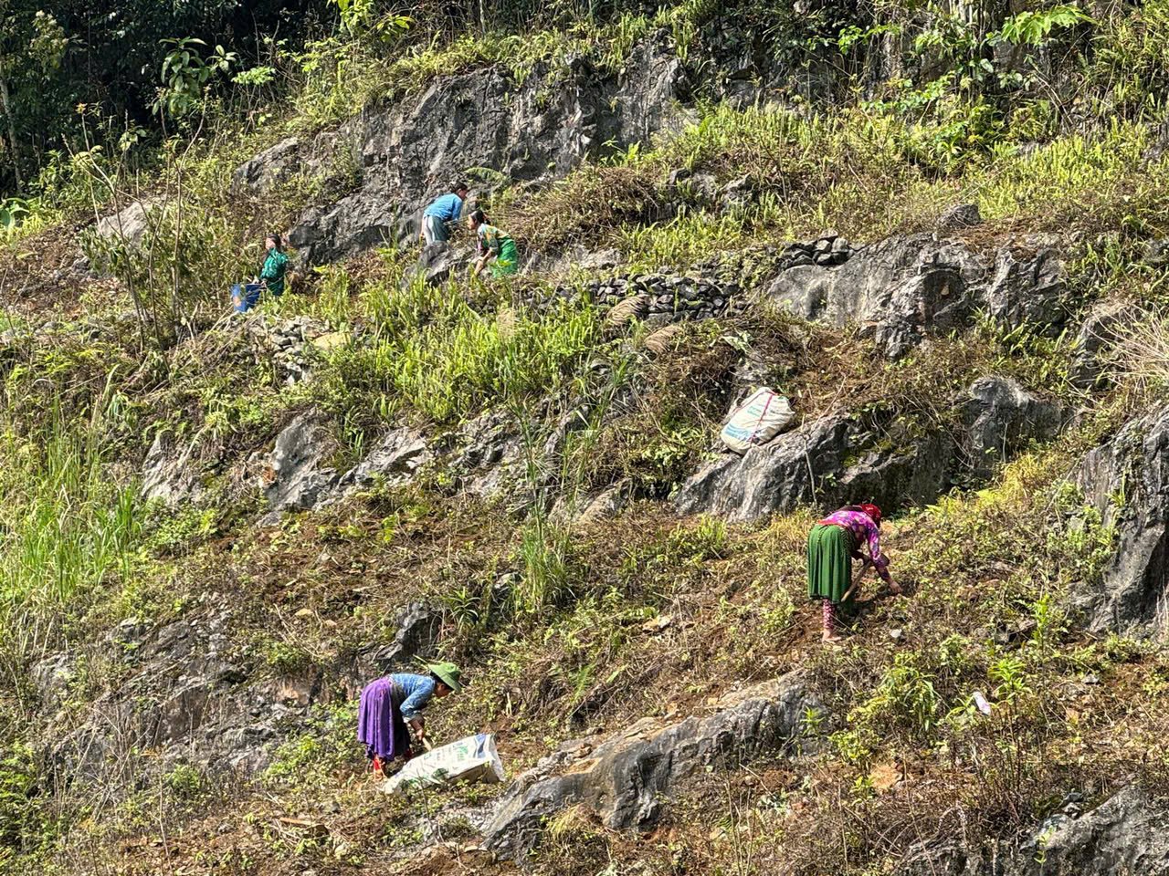 10-Day Ha Giang Loop & Hoang Su Phi Cycling Adventure